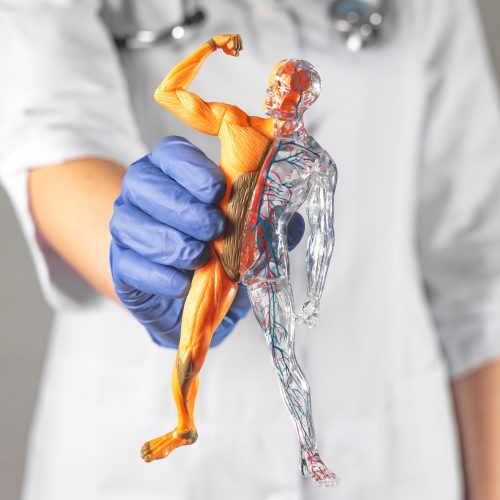 Human body with muscular and blood circulatory systems in doctor hands closeup. Anatomy study.
